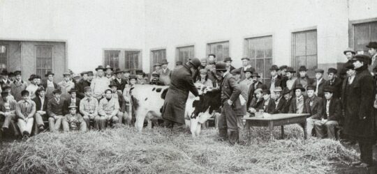 Large group of onlookers watching person examine cow.