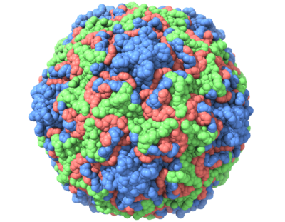 Electron microscopic structure of human rhinovirus 14.