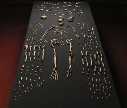 Collection of 1,700 bones, teeth and skeletal remains from Homo naledi lined on long black table