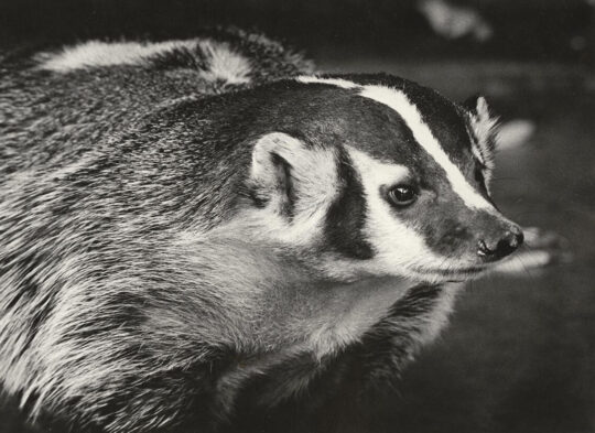 Close up of a badger