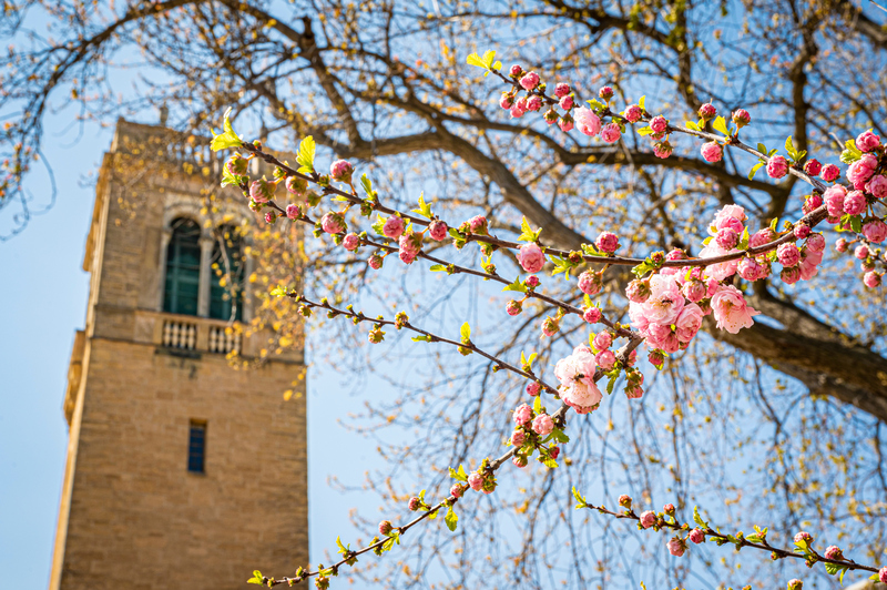 A photo of the UW Carillon tower in Spring, surrounded by cherry blossoms.