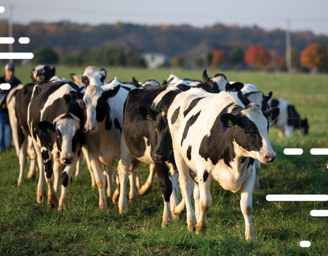 Group of dairy cows walking in outdoor field.