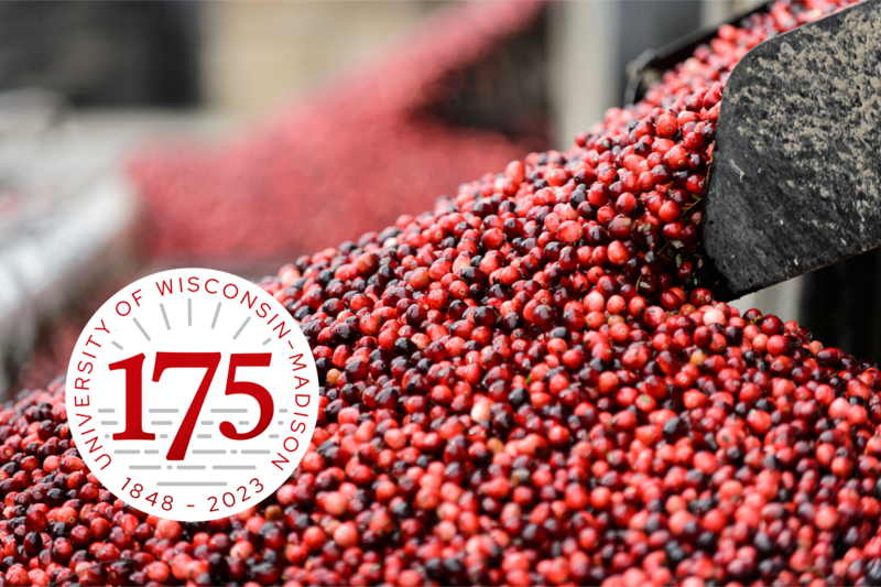 Pile of harvested cranberries with the 175th Anniversary seal overlaid.